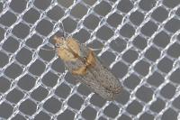 Oxybia transversella