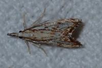 Catoptria falsella