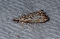Catoptria falsella