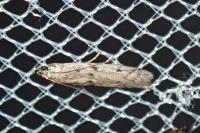 Phycitodes