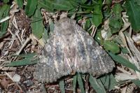 Polymixis dubia
