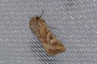Luperina dumerilii