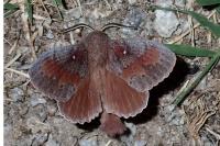 Dendrolimus pini pini