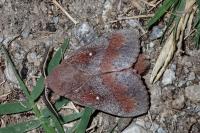 Dendrolimus pini pini