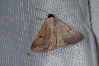 Lygephila craccae