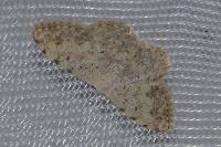 Scopula submutata roseonitens