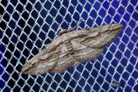 Ecleora solieraria