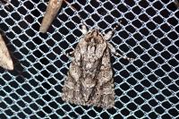 Acronicta auricoma