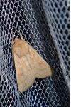 Mythimna vitellina