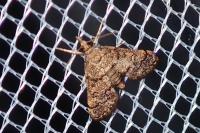 Metasia cuencalis bourgognei