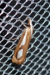 Catoptria mytilella