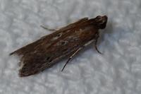 Huertasiella italogallicella