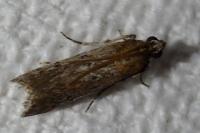 Huertasiella italogallicella
