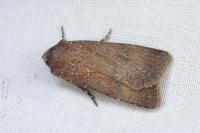 Agrotis trux