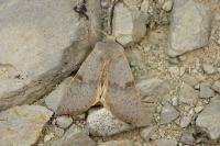 Ammopolia witzenmanni