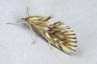 Cynaeda dentalis