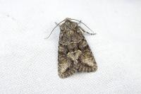 Dryobotodes monochroma