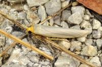 Eilema caniola