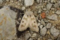 Episema glaucina