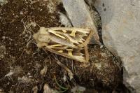 Eucoptocnemis optabilis