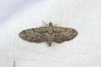 Eupithecia oxycedrata