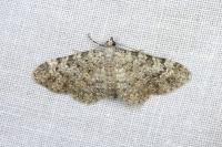 Eupithecia semigraphata