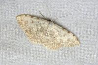 Scopula submutata roseonitens