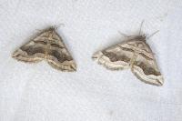 Scotopteryx peribolata