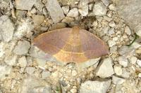 Watsonalla uncinula