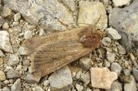 Xestia xanthographa