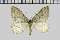 Epirrita christyi