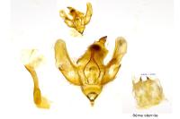 Epirrita christyi