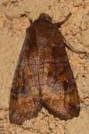 Eupsilia transversa