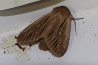 Leucania comma