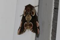 Thyatira batis