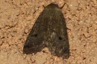Leptologia lota