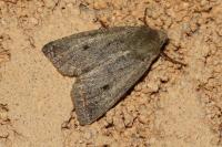 Leptologia lota