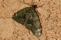 Chloroclysta siterata