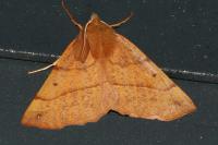 Colotois pennaria