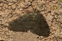 Epirrita