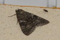 Catocala fraxini