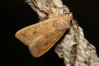 Sunira circellaris