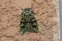 Griposia aprilina