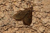 Udea ferrugalis