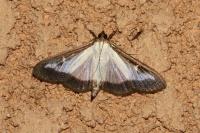 Cydalima perspectalis