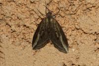 Chesias legatella