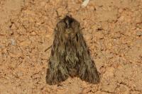 Asteroscopus sphinx
