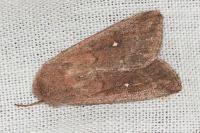 Mythimna albipuncta