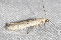 Phycitodes gallicella