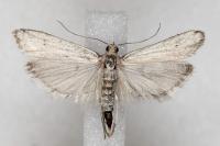 Phycitodes gallicella